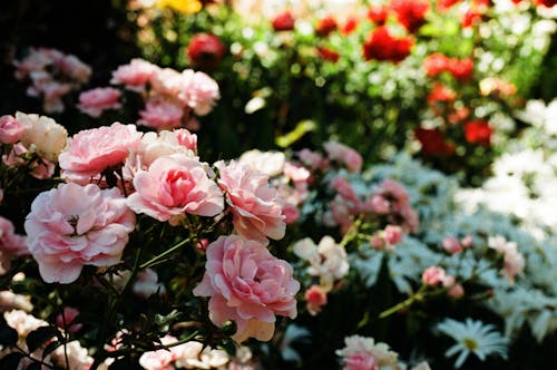 Beautiful Roses in Bloom