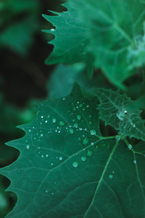 Free Fresh dew on green leaves captured in a vibrant close-up shot. Stock Photo
