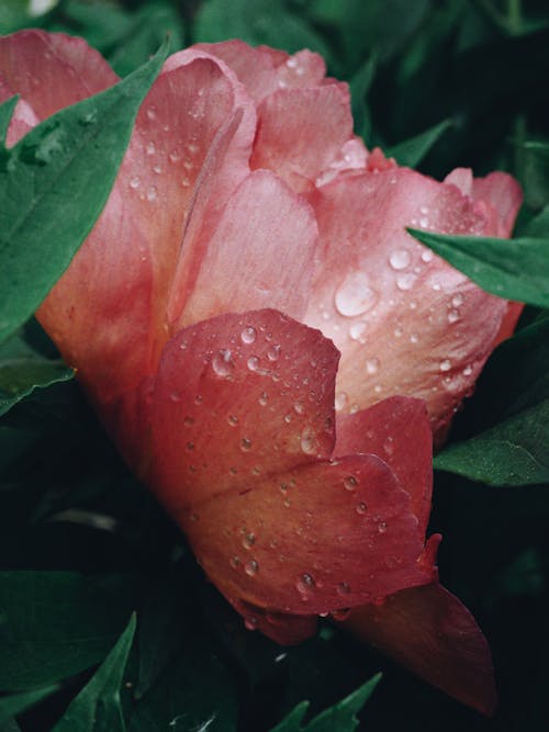 Free Water Droplets on a Rose Stock Photo