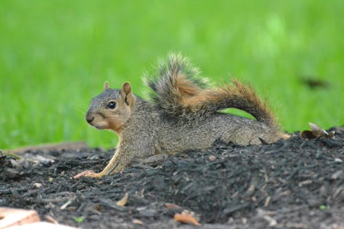 An Adorable Wild Squirrel