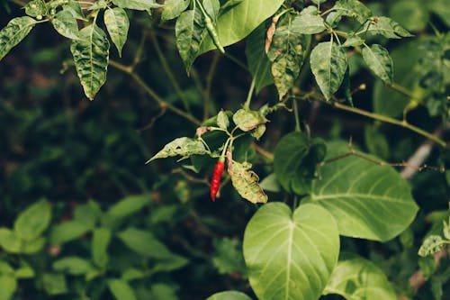 A Red Chili Pepper on Chili Plant with Green Leaves