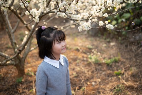 A Girl in Gray and White Sweater Standing Under a Cherry Blossom Tree ...