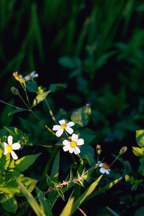 Free Capture of white Bidens Alba flowers in a lush green garden under natural sunlight. Stock Photo