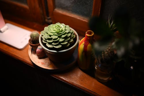 Succulent and Cactus at Windowsill