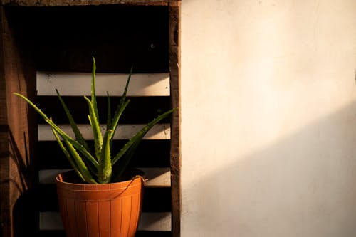 Základová fotografie zdarma na téma Aloe vera, hrnec, kopírování