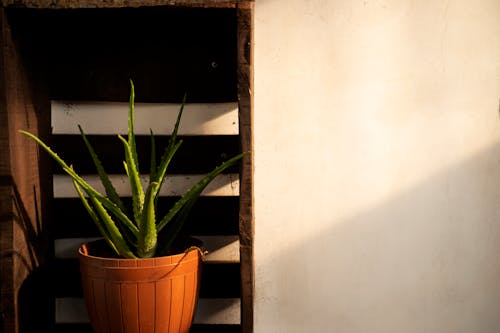 Free An Aloe Vera on a Brown Pot Stock Photo