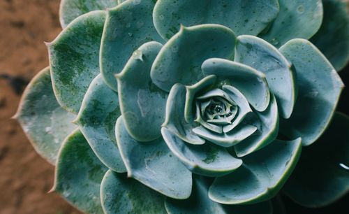 Free Close-up of a vibrant green succulent plant showcasing its detailed rosette pattern. Stock Photo