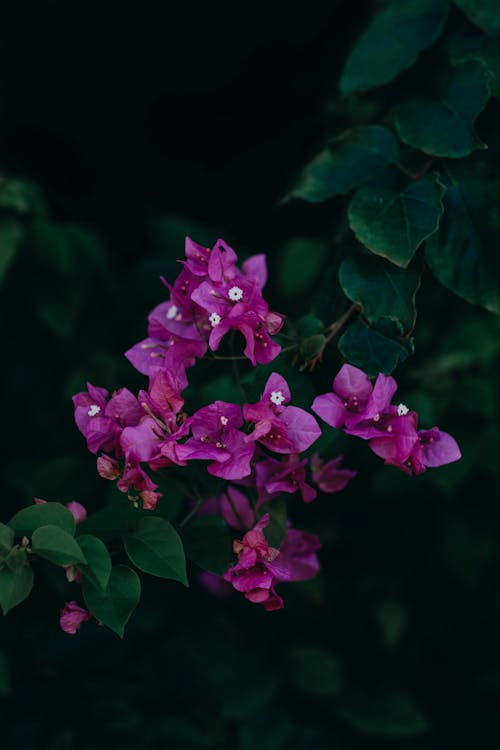 Free A Blooming Bougainvillea with Green Leaves Stock Photo