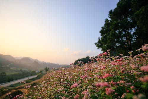 Ingyenes stockfotó mező, növényvilág, virágok témában Stockfotó