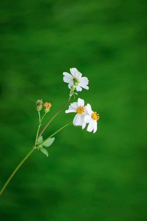 คลังภาพถ่ายฟรี ของ กลีบดอก, ก้านดอก, ดอกไม้สีขาว