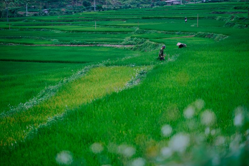 Petani bekerja di ladang hijau