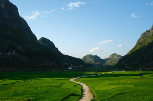 Free Pathway Between Rice Field Stock Photo