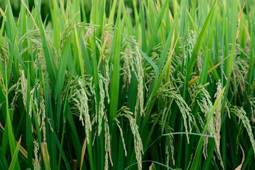 Free Green Rice Plants on Field Stock Photo