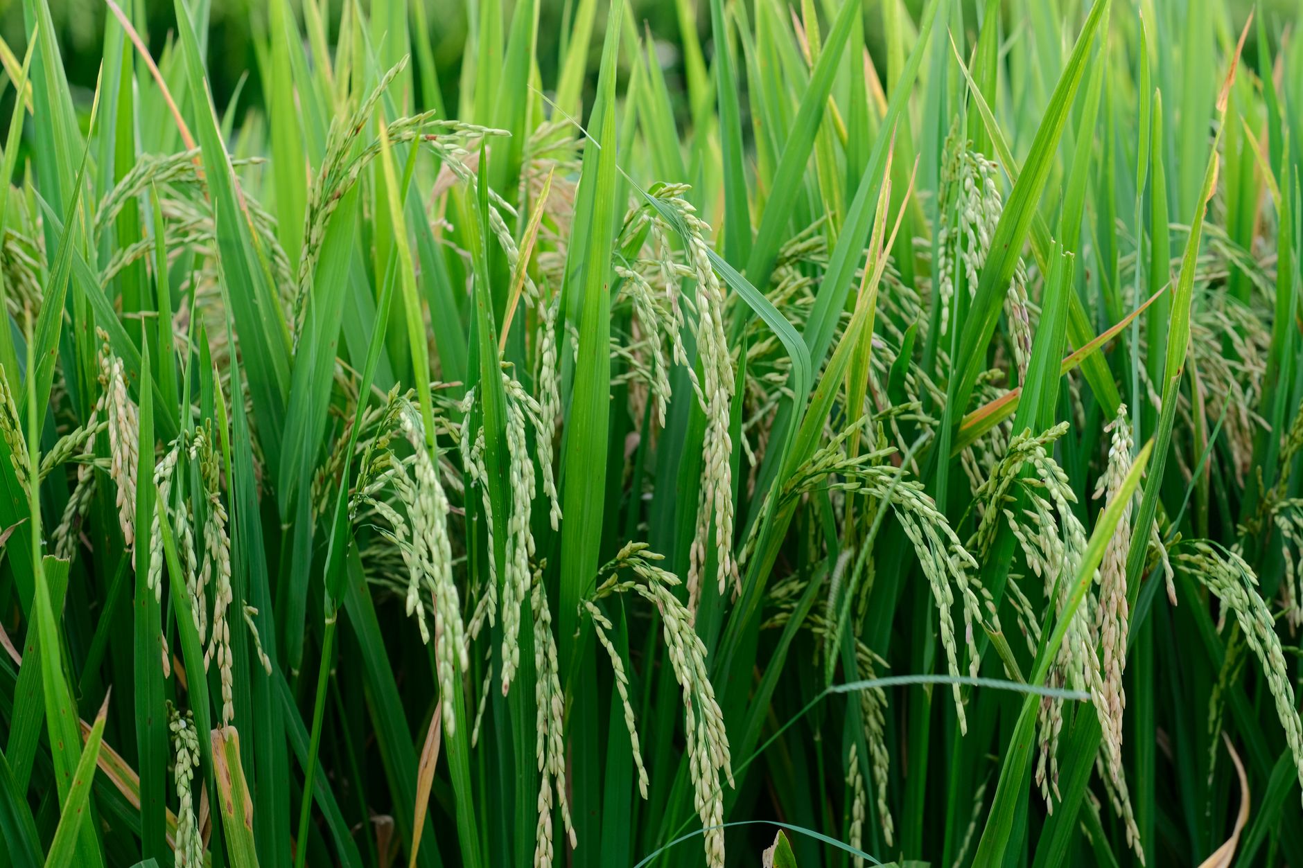 Gene Editing Develops Crops That Signal Stress to Farmers