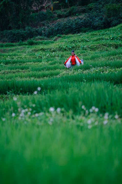 Farmer Carrying Sacks on Rice Field