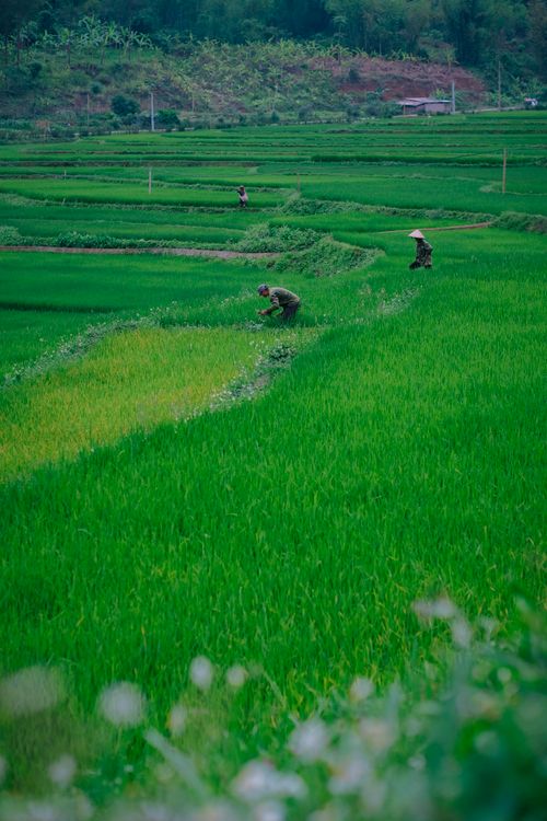 Free Scenic view of farmers tending rice paddies in vibrant green fields, showcasing rural agriculture at work. Stock Photo