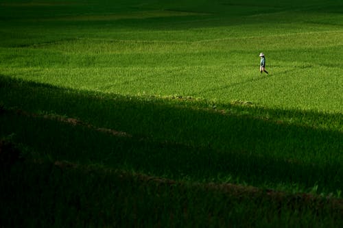 Free A Person Walking on a Rice Paddy Stock Photo