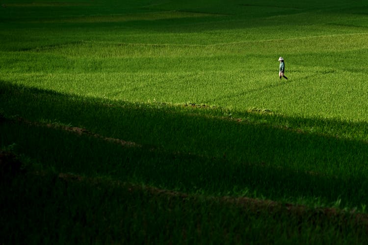 A Person Walking On A Rice Paddy