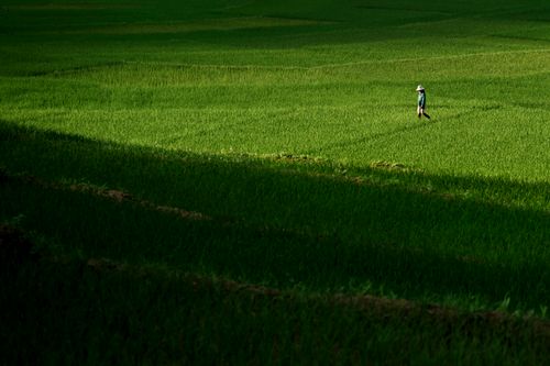 Free A lone farmer walks through a vibrant green rice field, showcasing agricultural life in a scenic landscape. Stock Photo
