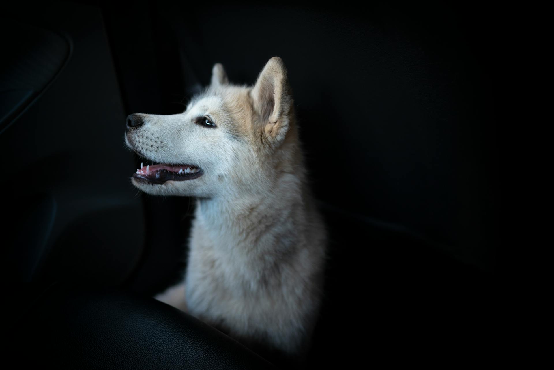 Side View of a Saarlos Wolfdog Puppy