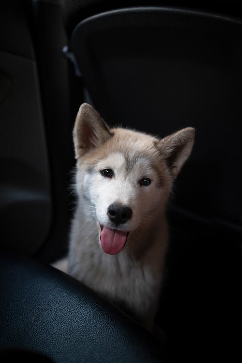 Imagine de stoc gratuită din a închide, animal, animal de casă