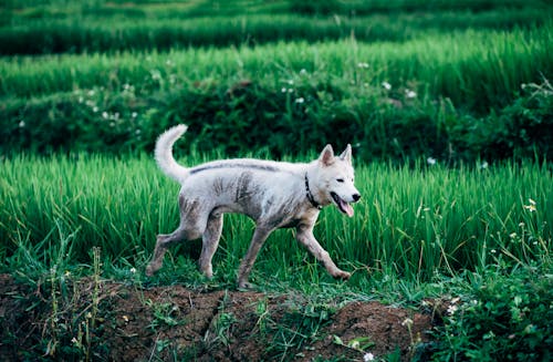 Free A Dirty Dog Walking on the Field Stock Photo