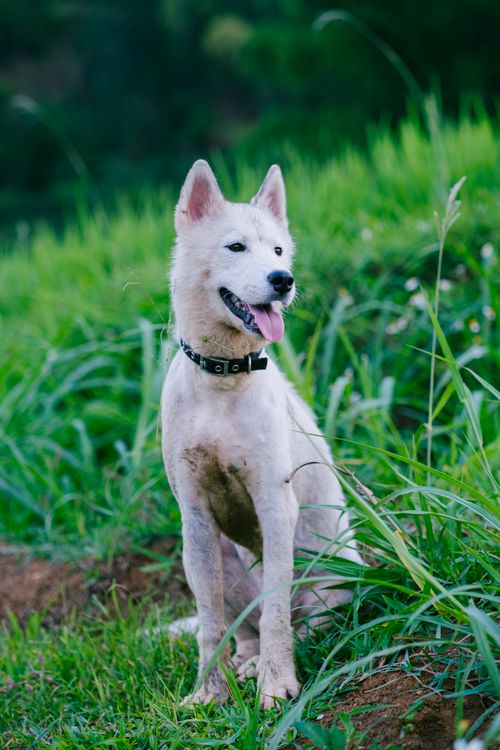 Free A cute white dog, possibly a Husky, sitting in lush green grass outdoors, looking happy and playful. Stock Photo