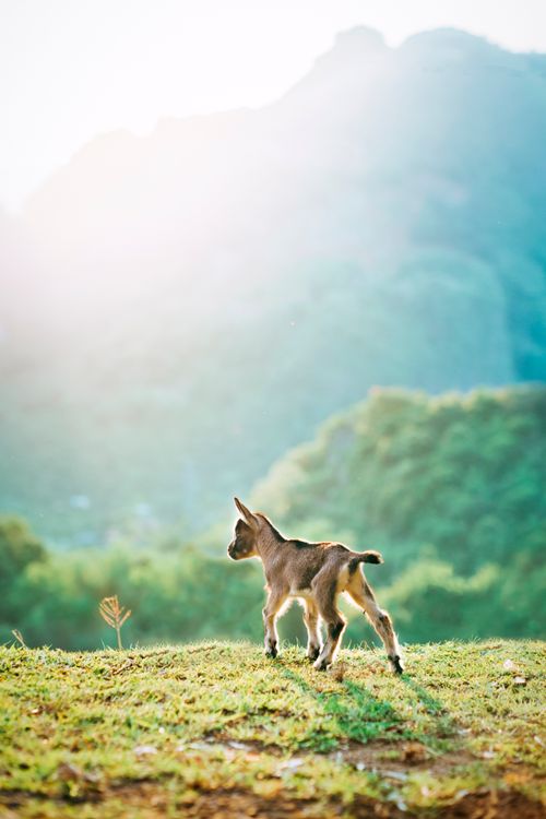Free A baby goat standing in a sunlit grassy field with mountains in the background, depicting serene rural life. Stock Photo