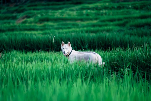 Free A Dog Surrounded by the Tall Grass Stock Photo