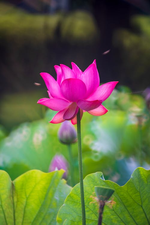 Imagine de stoc gratuită din dioramă, floare de lotus, floare roz