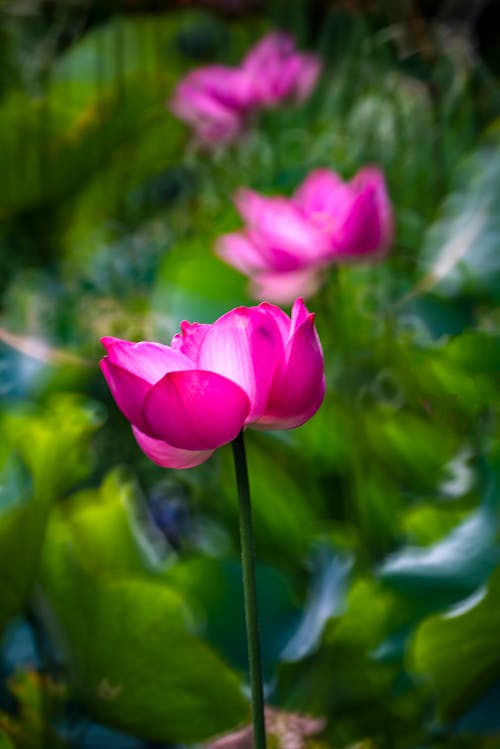 Gratis lagerfoto af blomst, blomstermotiv, delikat