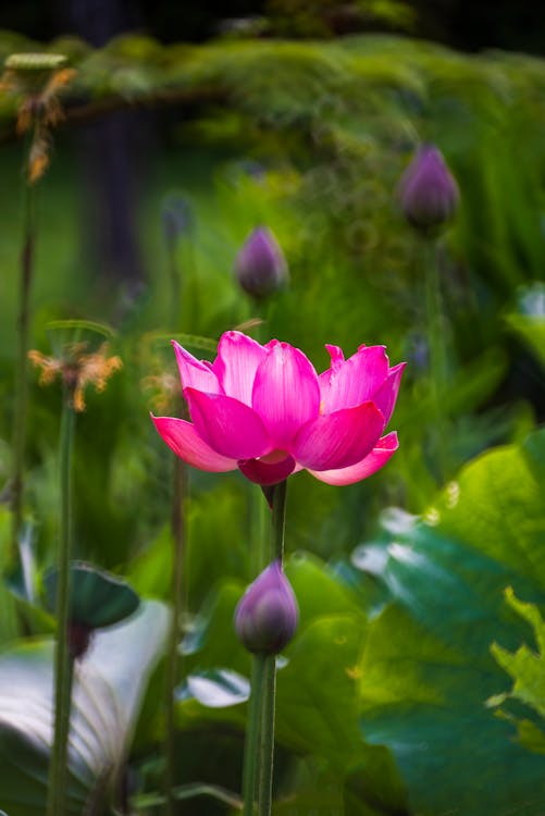 Pink Flower in Close Up Photography