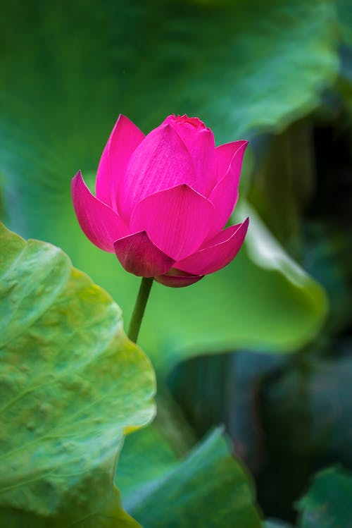 Pink Lily Flower in Bloom