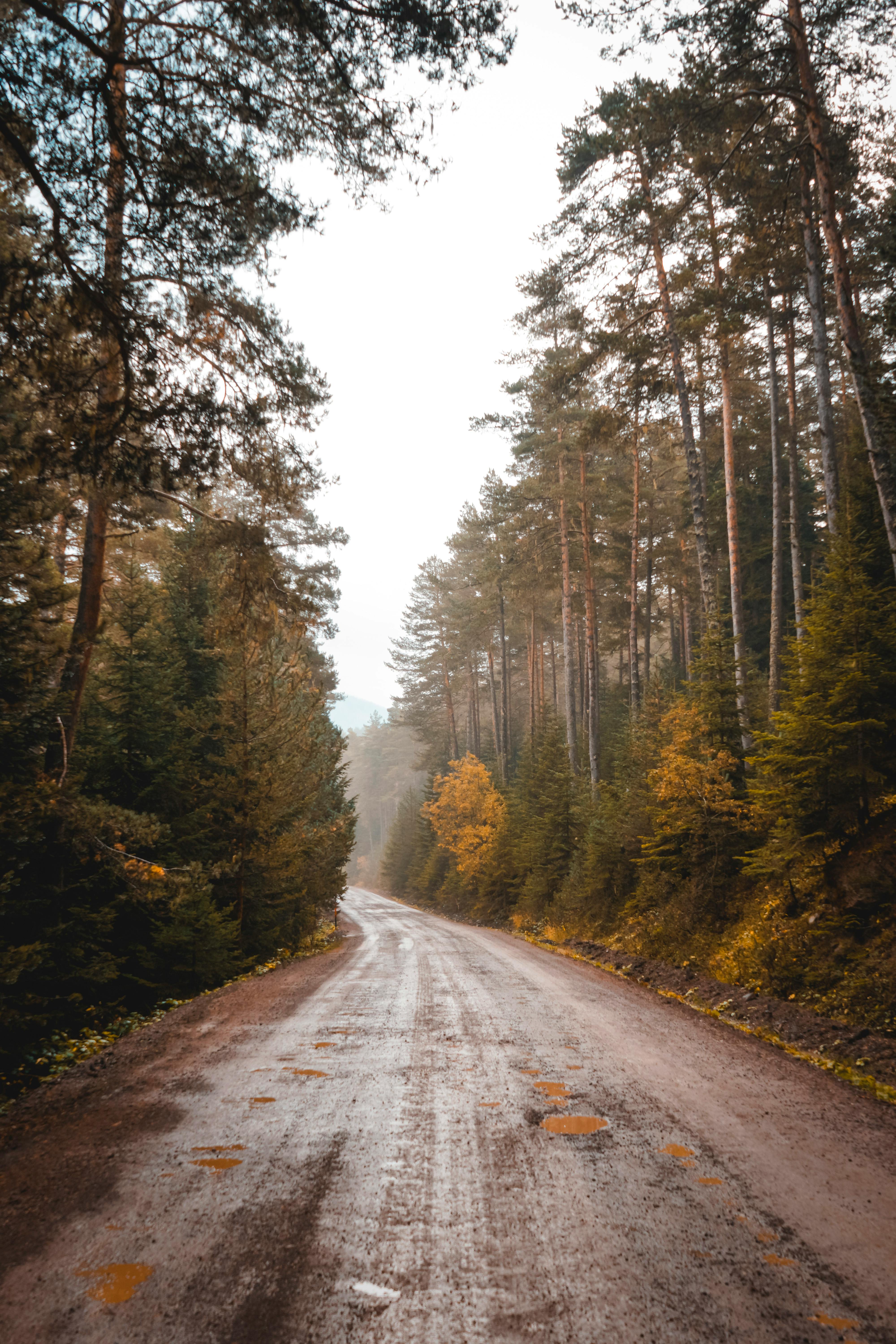 A serene dirt road leads through a lush autumn forest in Ordu, Türkiye, showcasing nature's beauty.