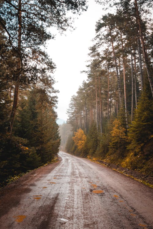 Dirt Road Between Tall Trees