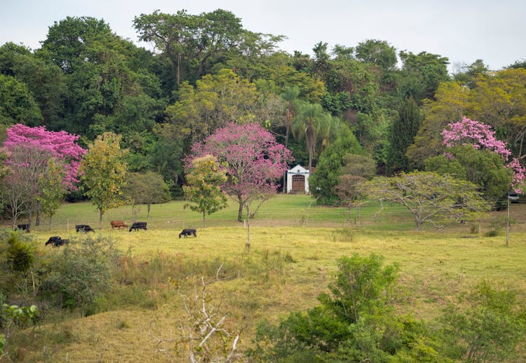 Cattle Farm With Flowering Trees And Green Grass