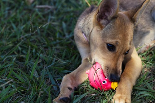 Free Close-Up Photo of a Dog on the Grass Biting a Pink Ball Toy Stock Photo