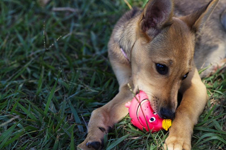 Close-Up Photo Of A Dog On The Grass Biting A Pink Ball Toy