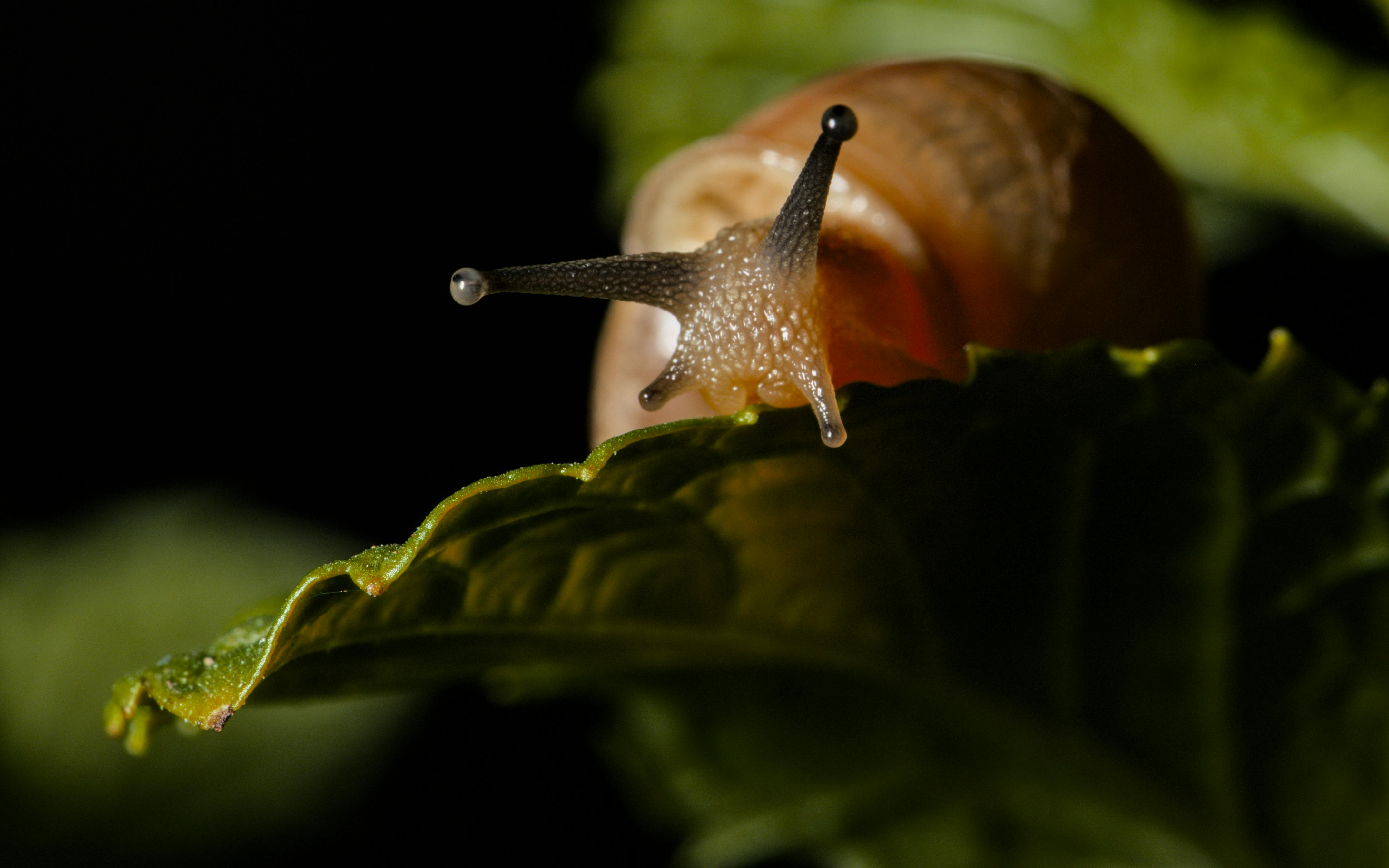 Lesmas ameaçam morangos após período seco; saiba como proteger suas plantas