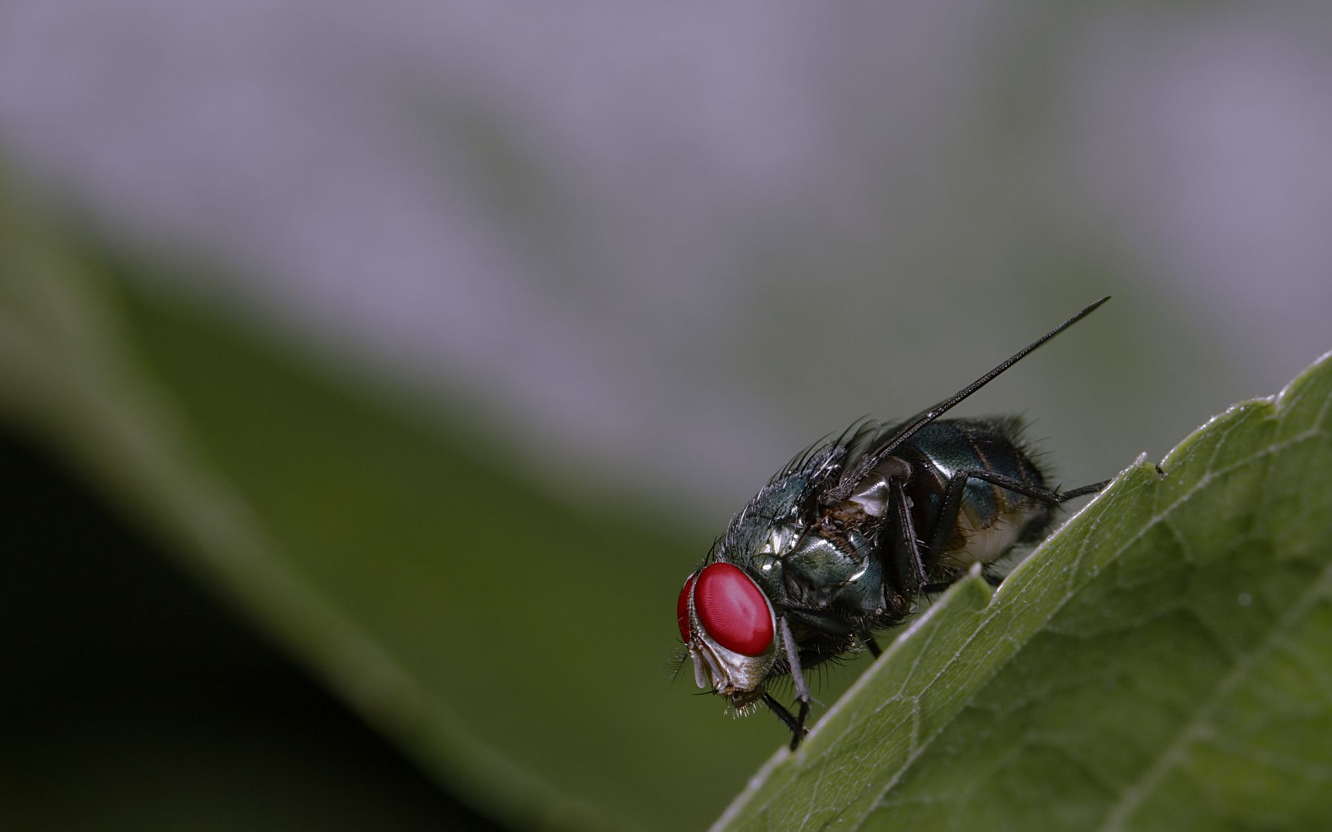 Close-up macro shot of a fly on a green leaf, highlighting its red eyes and intricate details, in Brazil.