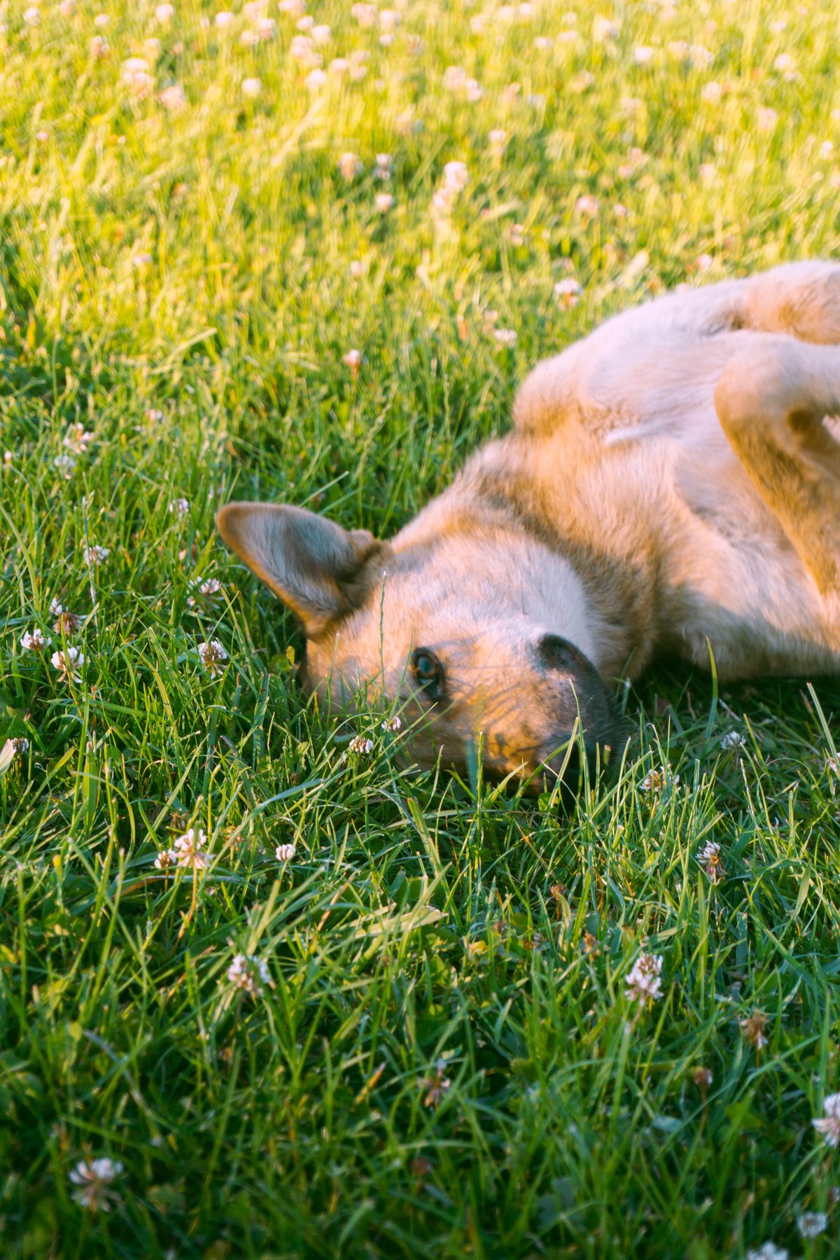 Summer Heatstroke Prevention: A Complete Guide
