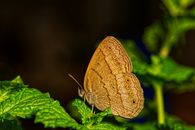 Macro Shot of a Brown Gossamer-Winged Butterfly