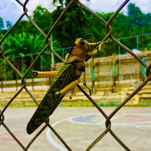 Free stock photo of grasshopper, nature Stock Photo
