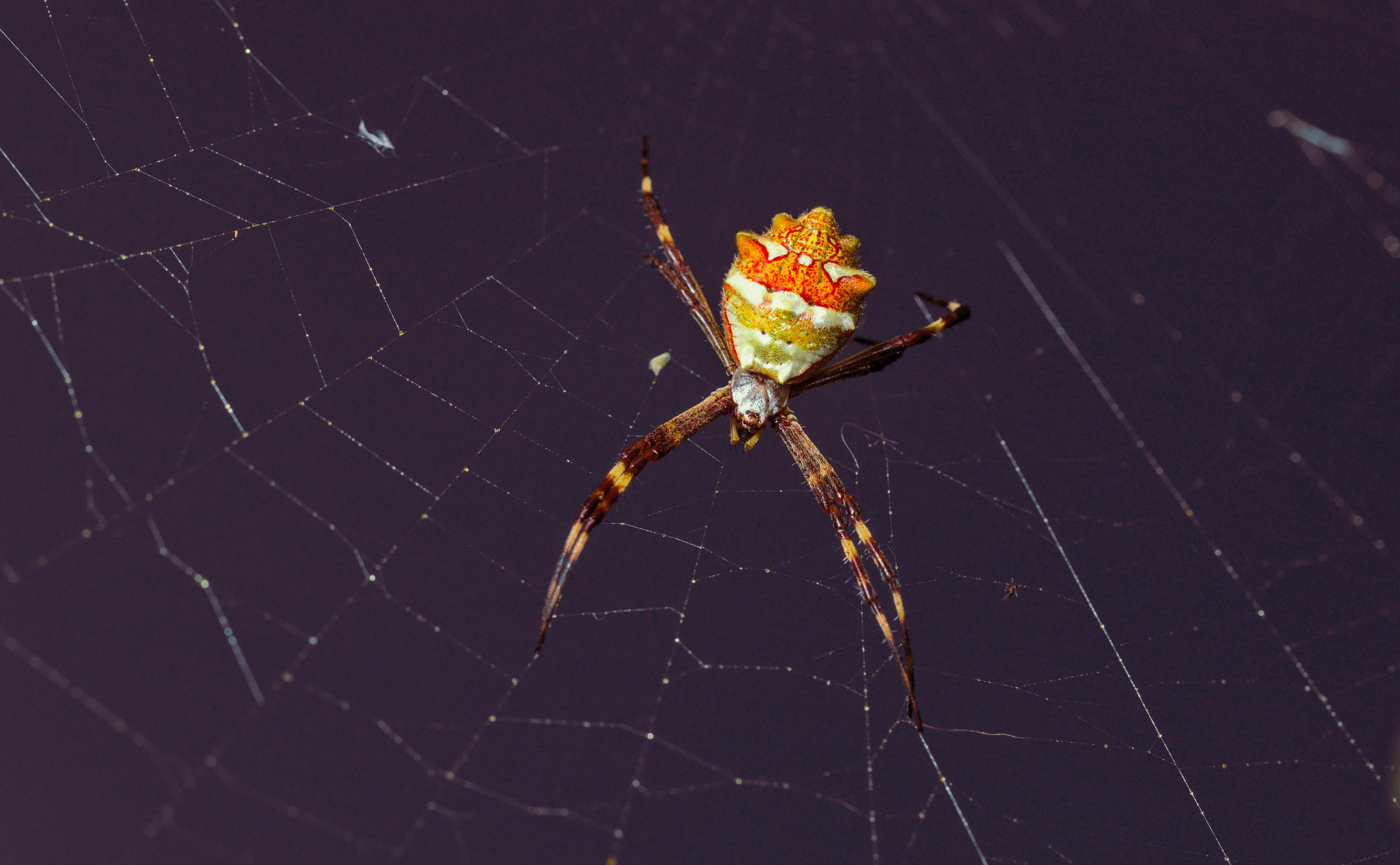 Close-up of a vibrant spider on its web in São Tiago, Brazil, showcasing nature's intricacy.