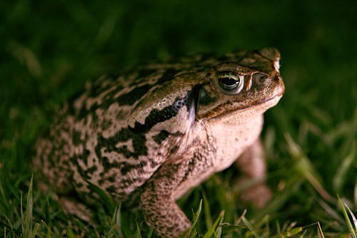 Free Brown and Black Frog on Green Grass Stock Photo