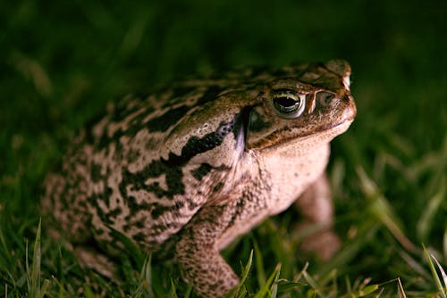 Brown and Black Frog on Green Grass