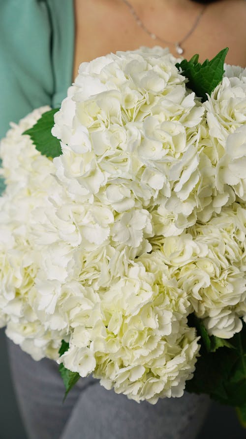 Free Close-up Photo of a Bouquet of White Carnation Flowers Stock Photo