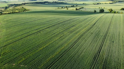 Aerial View of a Cropland