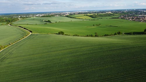 Immagine gratuita di campi verdi, campo, cipresso