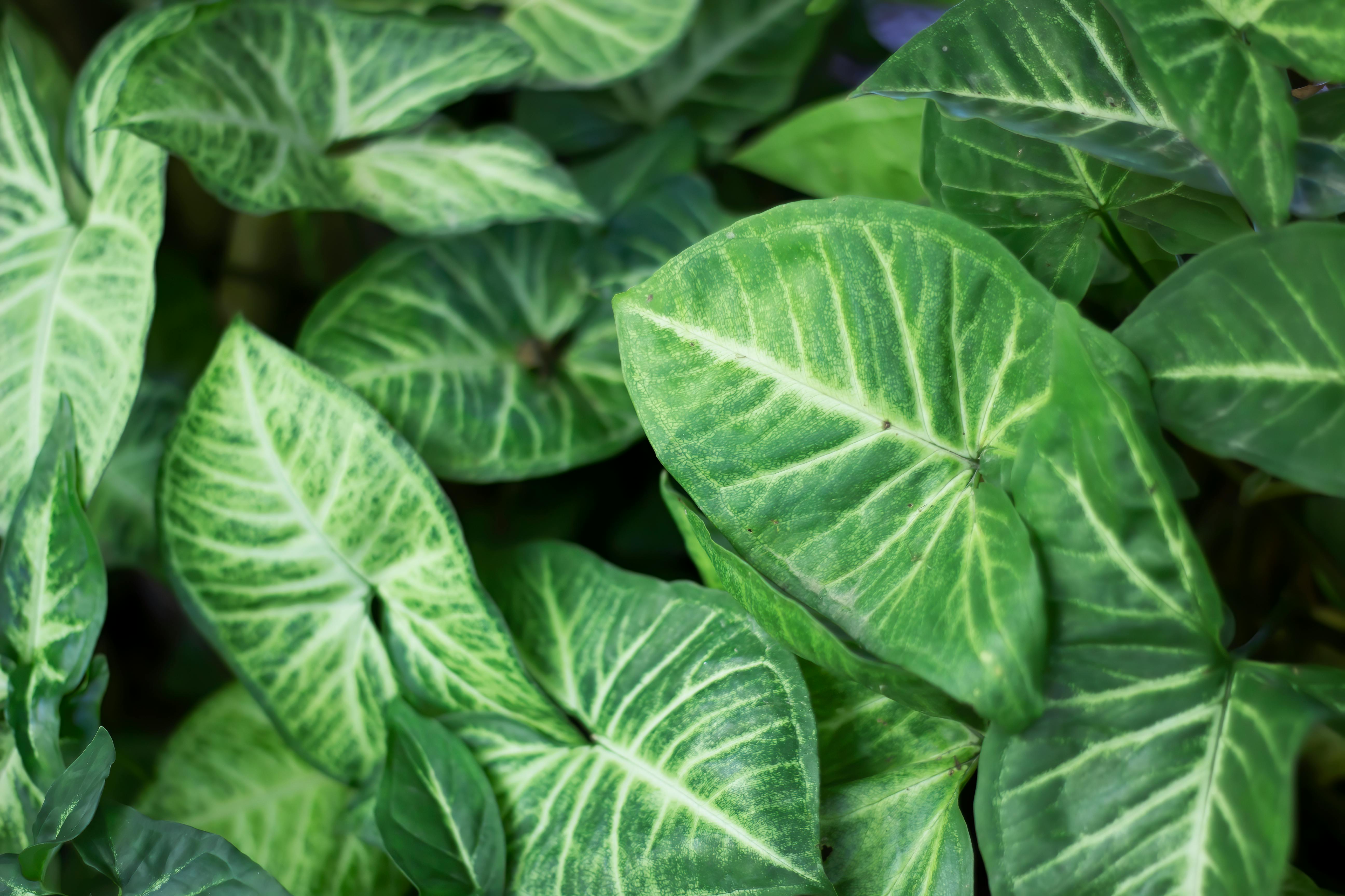 Close-up Photo of Green-leafed Plant in Plastic Bottle · Free Stock Photo